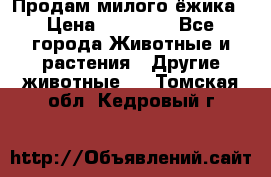 Продам милого ёжика › Цена ­ 10 000 - Все города Животные и растения » Другие животные   . Томская обл.,Кедровый г.